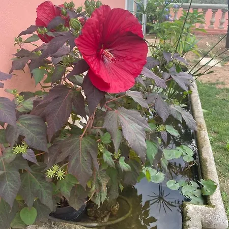 D'hotes A L'ancre Marine De La Rose *