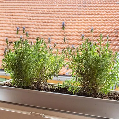 Apartment #5 Flower Markets Place 1min To Beach & Saleya Nizza