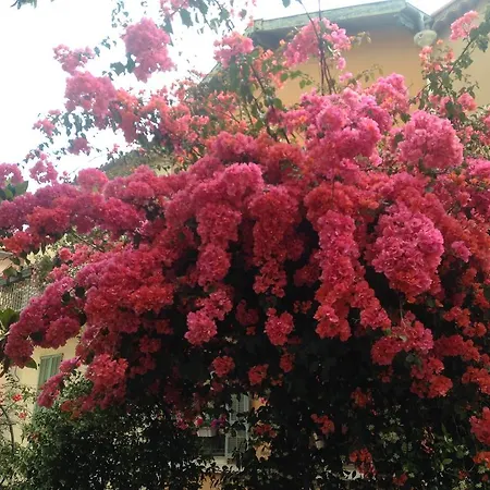 La Malouine ניס
